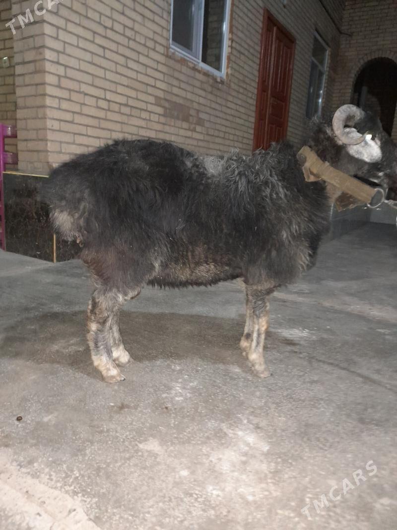 goç - Türkmenabat - img 3