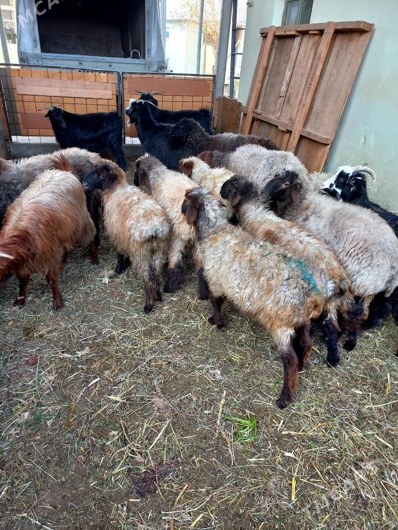 Goyun.işşek.tokly.Geçi - Hitrowka - img 3