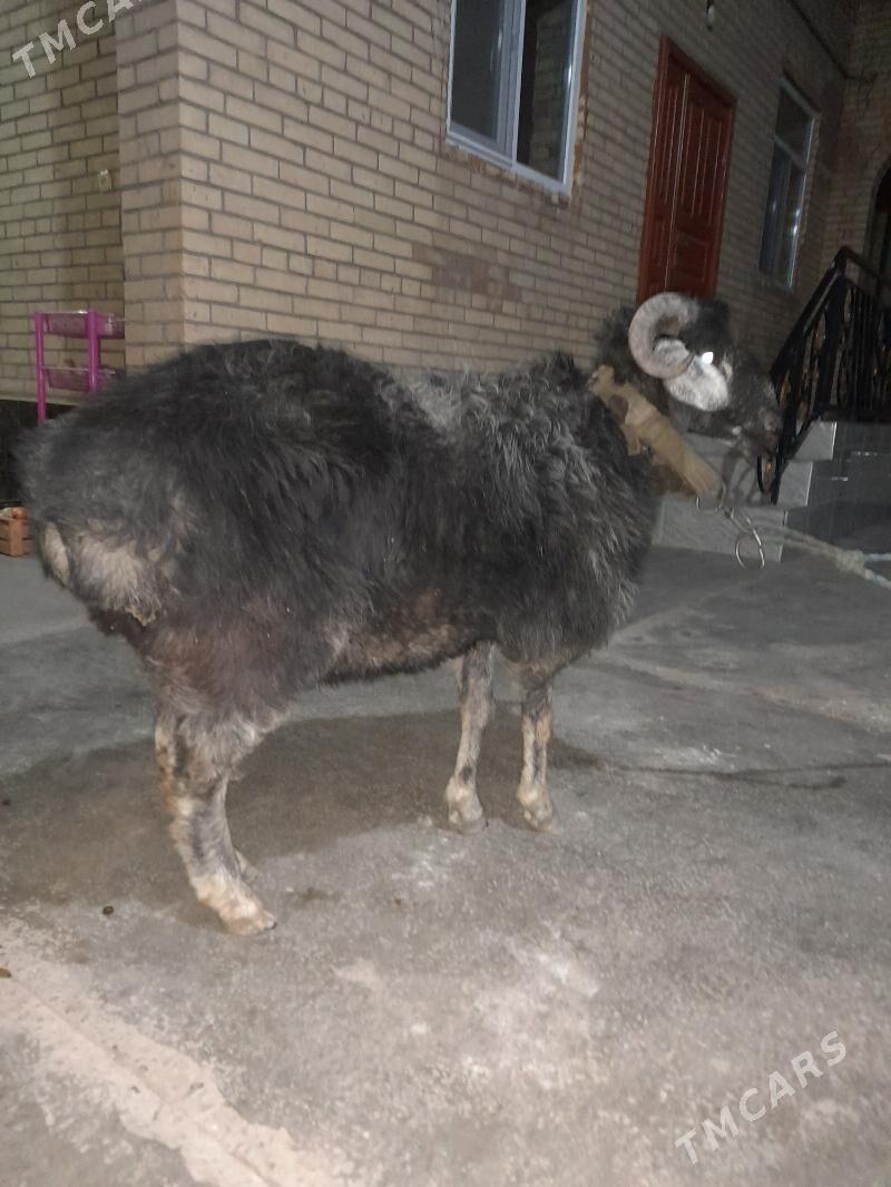 goç - Türkmenabat - img 4