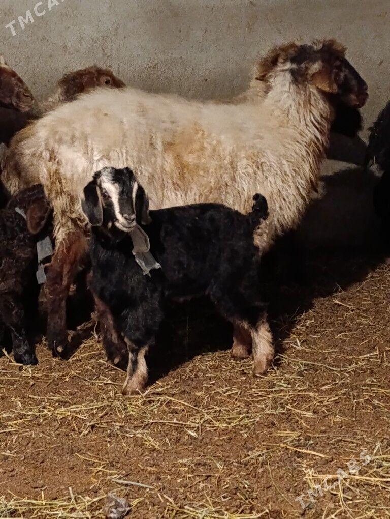 guzly bogaz goýun owlakly geci - Bäherden - img 3