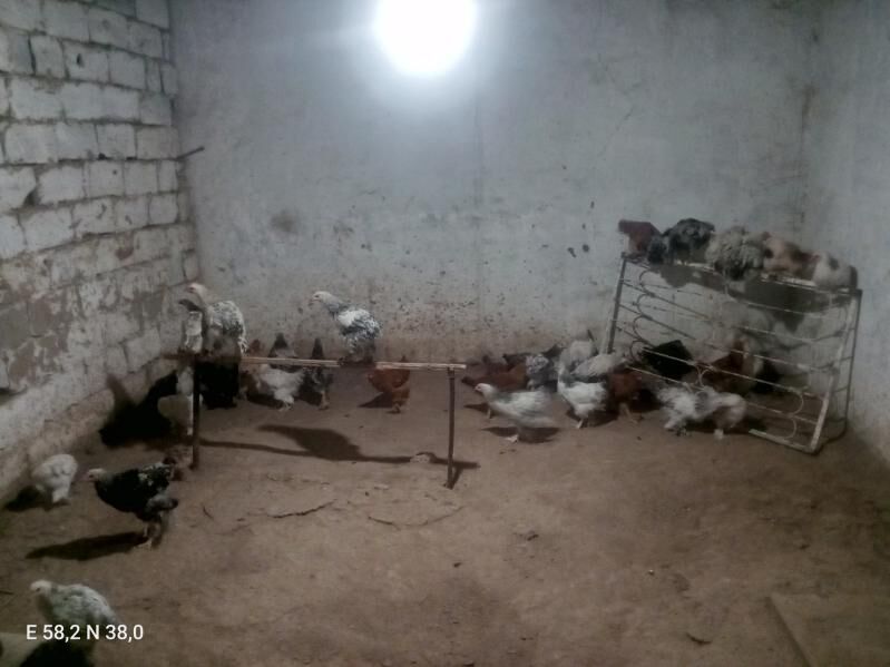 Towuk - Ашхабад - img 4