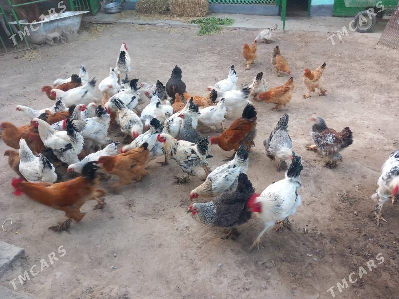 brama horoz - Бузмеин - img 3