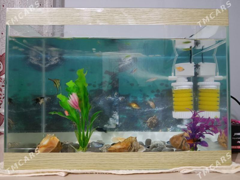 Akwarium Аквариум - Багир - img 2
