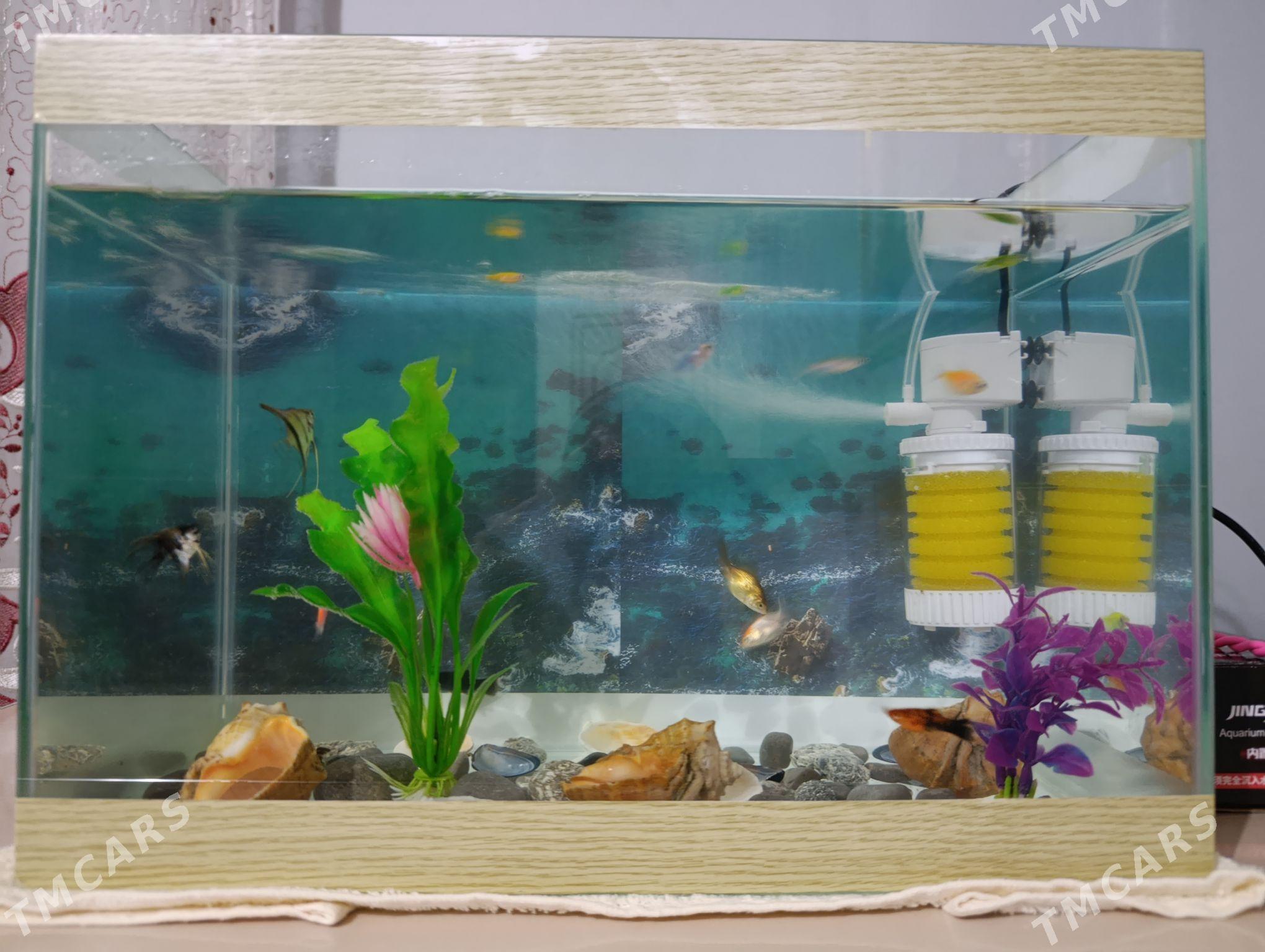 Akwarium Аквариум - Багир - img 3