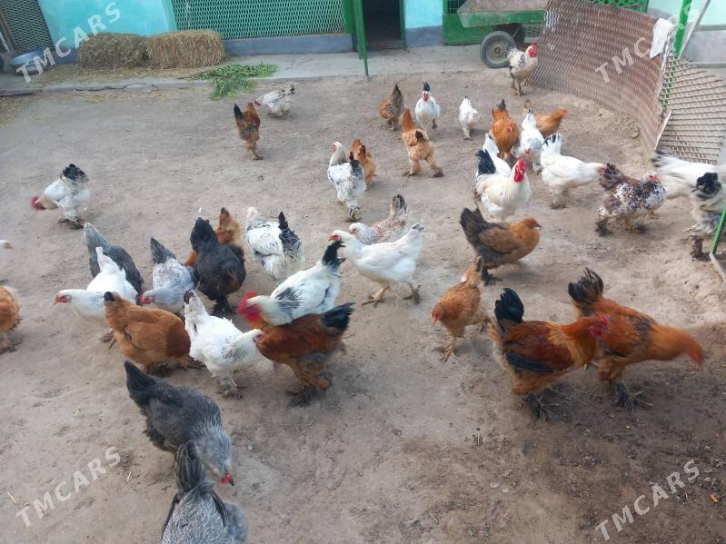 brama horoz - Бузмеин - img 2