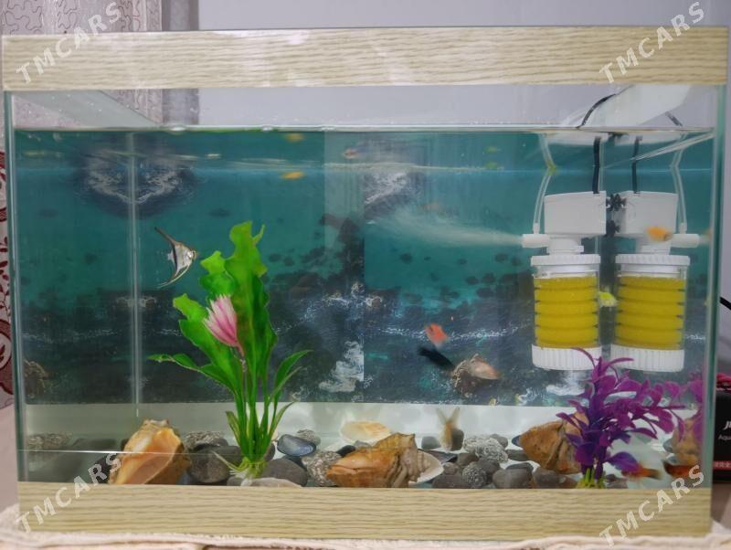 Akwarium Аквариум - Багир - img 1