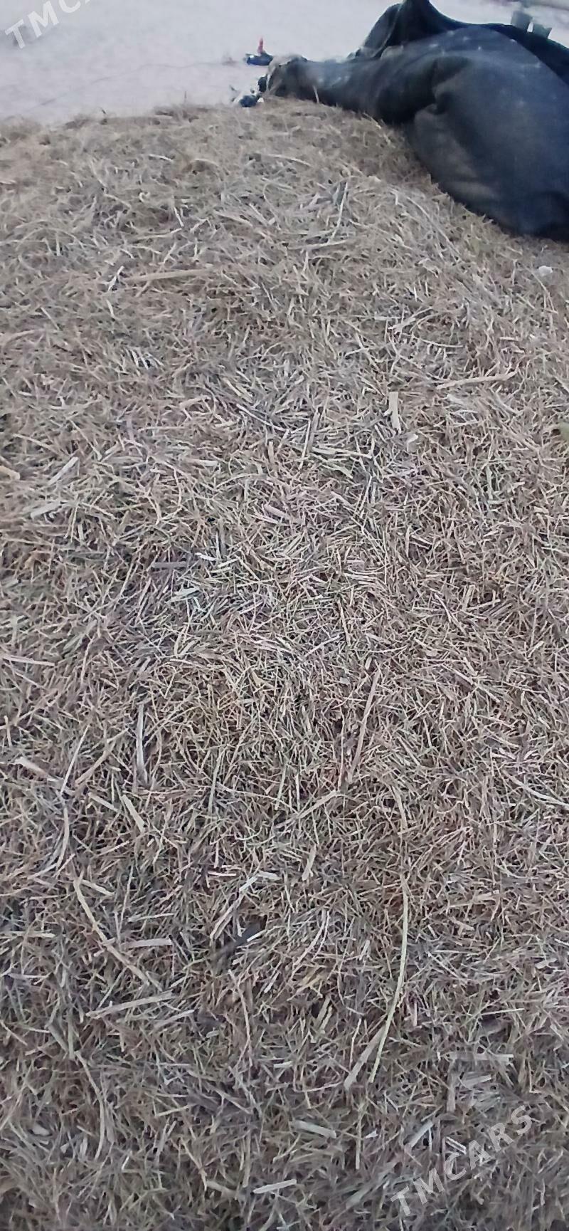 Üwelen ýandak - Ак-Бугдайский этрап - img 2