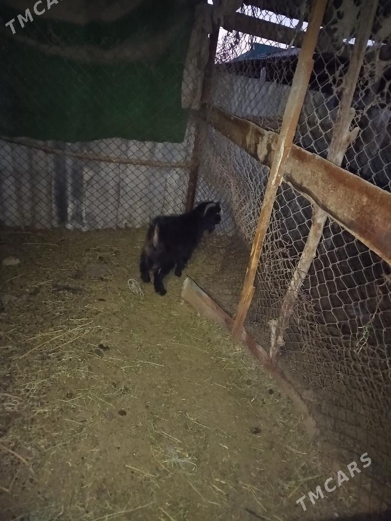 cewis - Änew - img 2