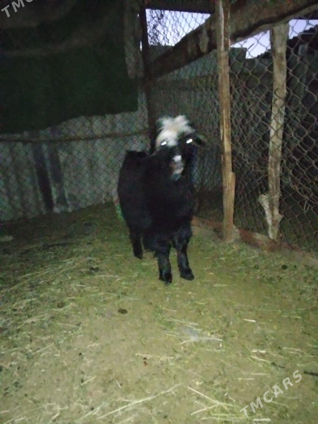 cewis - Änew - img 3