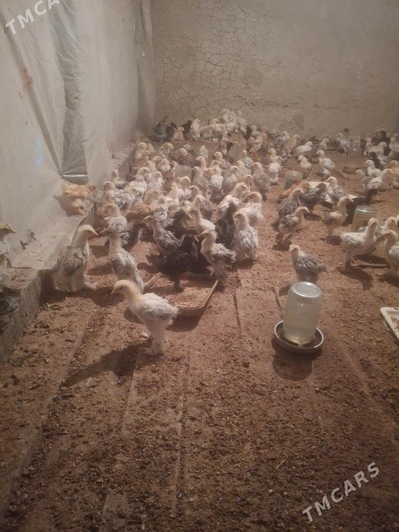 brama juje - Гёкдепе - img 4