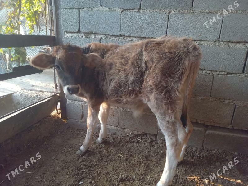 öküz - Бахарден - img 1