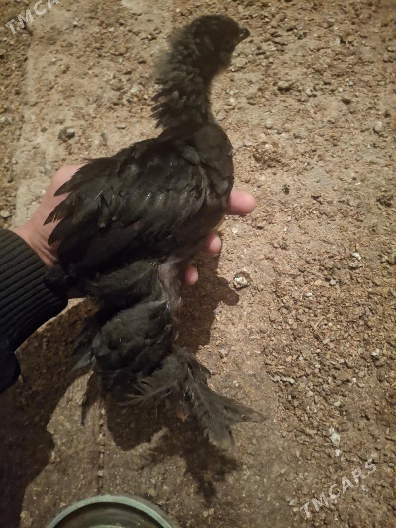 brama juje - Гёкдепе - img 2