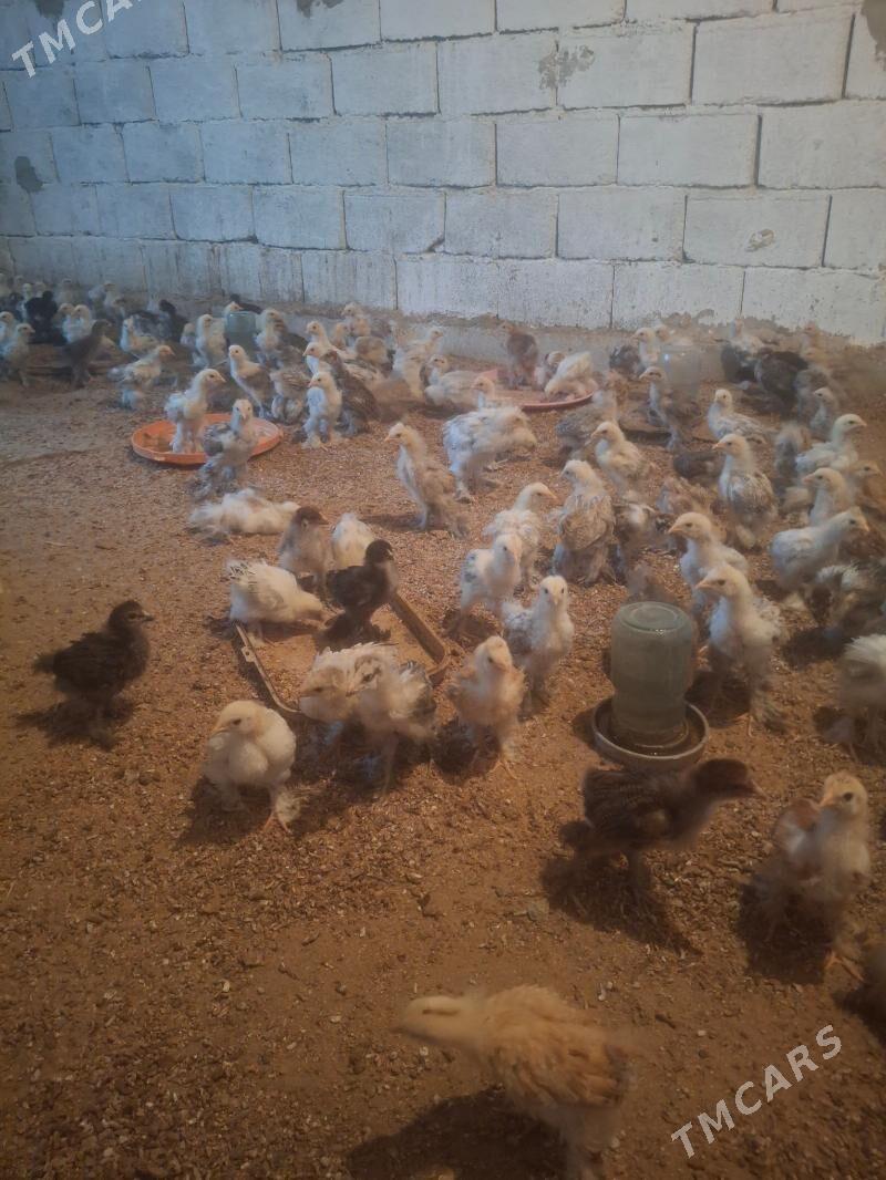 brama juje - Гёкдепе - img 3