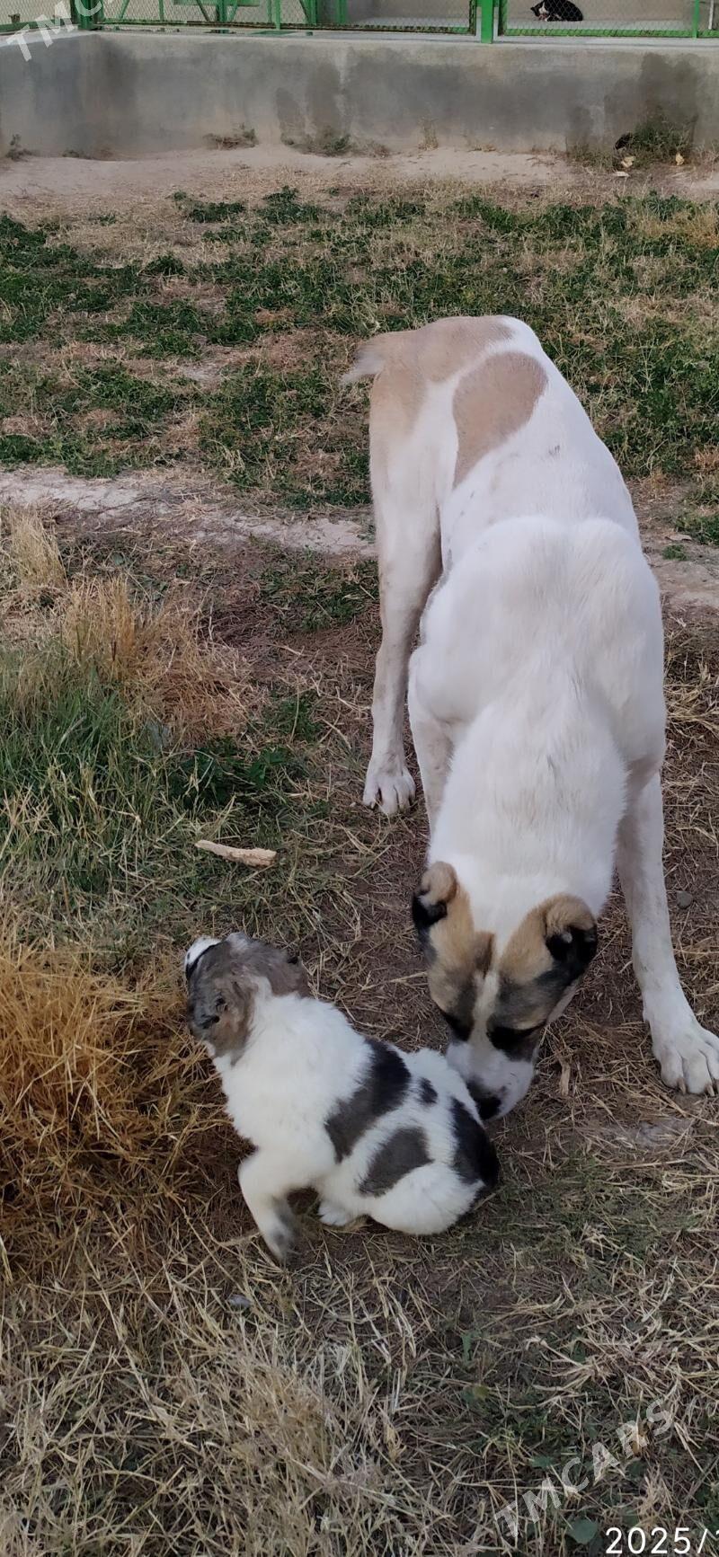 alabay urkaçy güjük mugt - Kaka - img 2