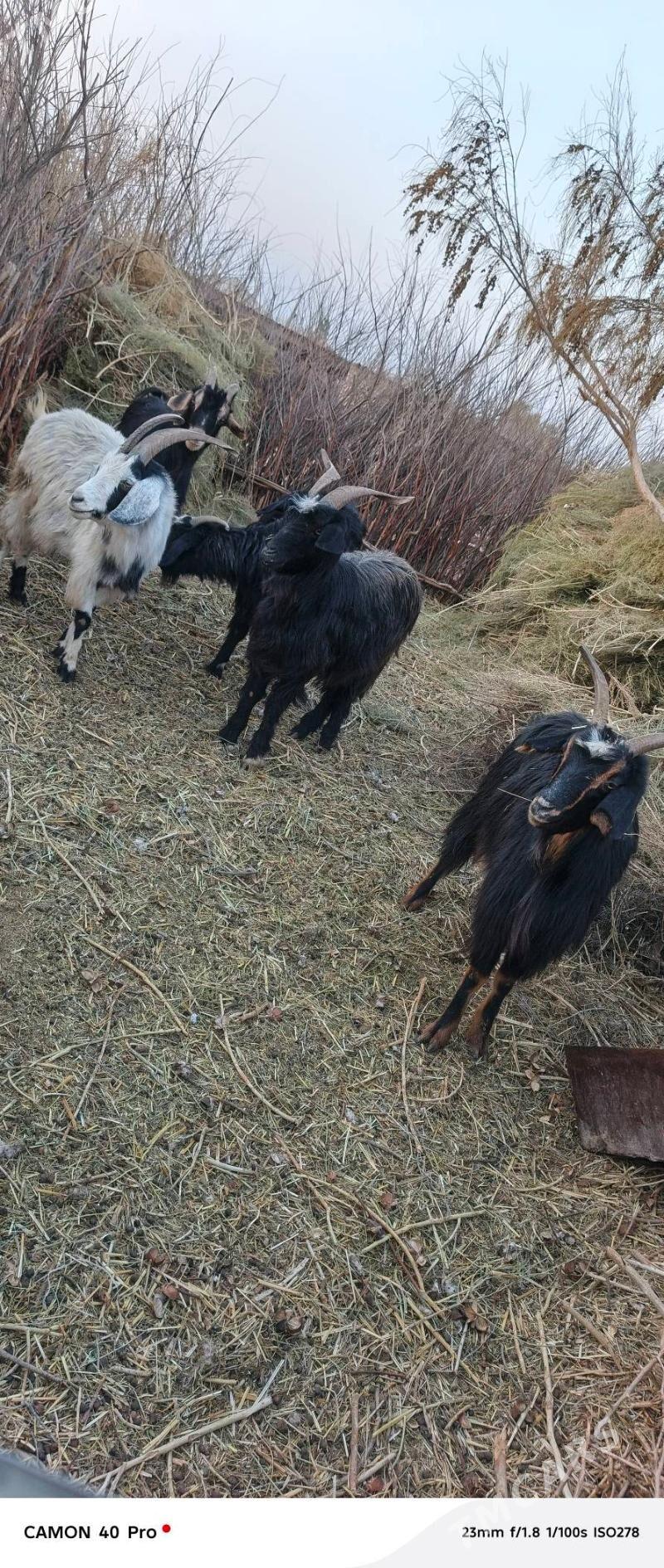 Geci - Бабадайхан - img 2