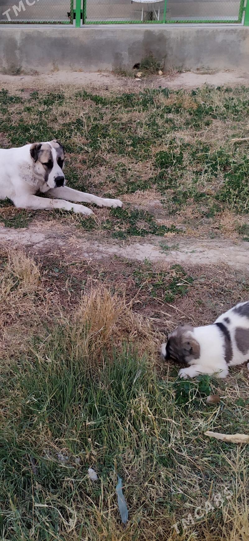 alabay urkaçy güjük mugt - Kaka - img 3