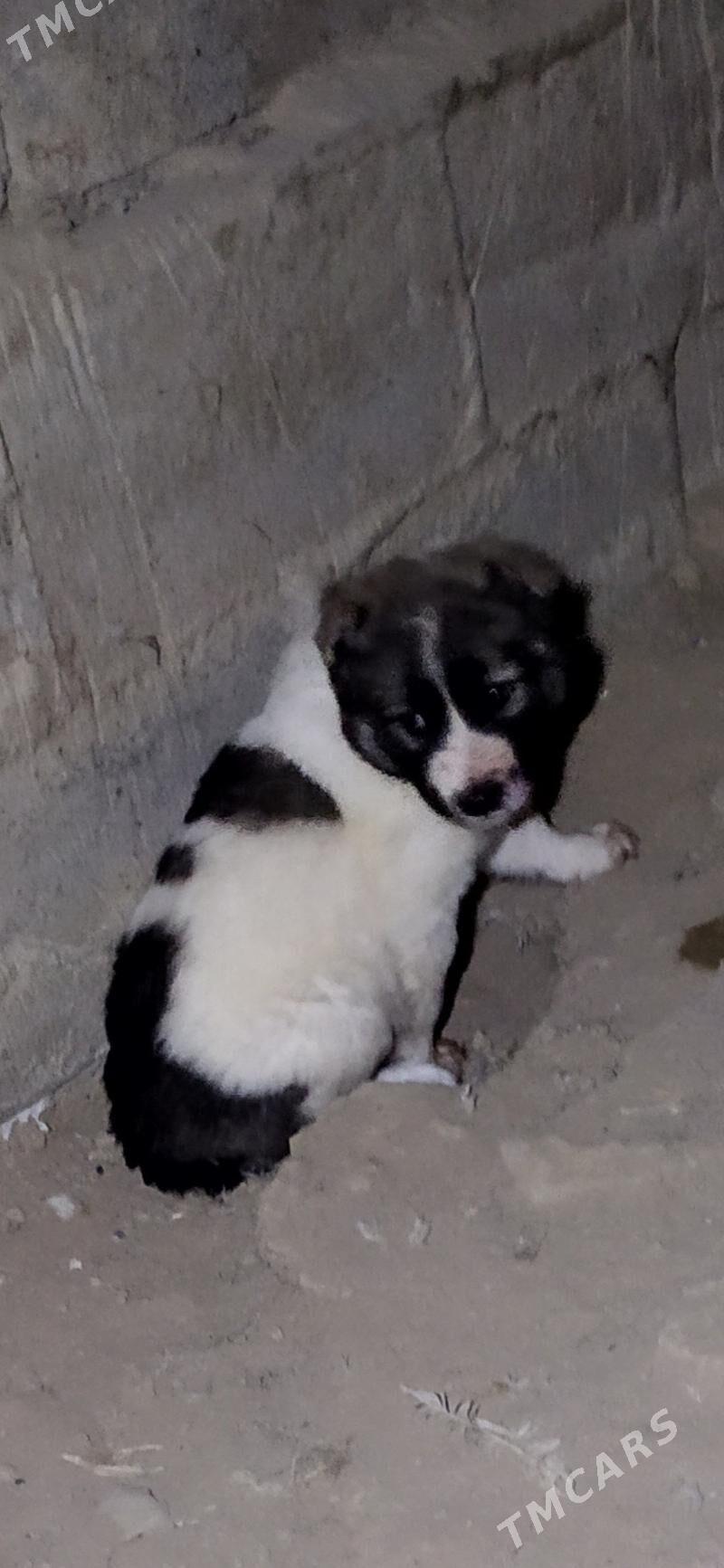 alabay urkaçy güjük mugt - Kaka - img 4