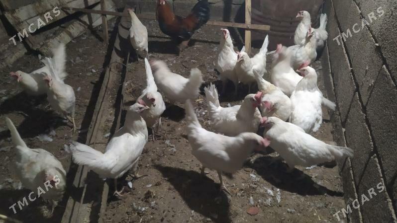 ak towuk - Гызыларбат - img 3