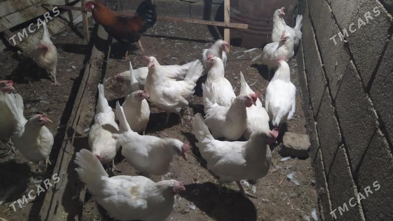 ak towuk - Гызыларбат - img 2