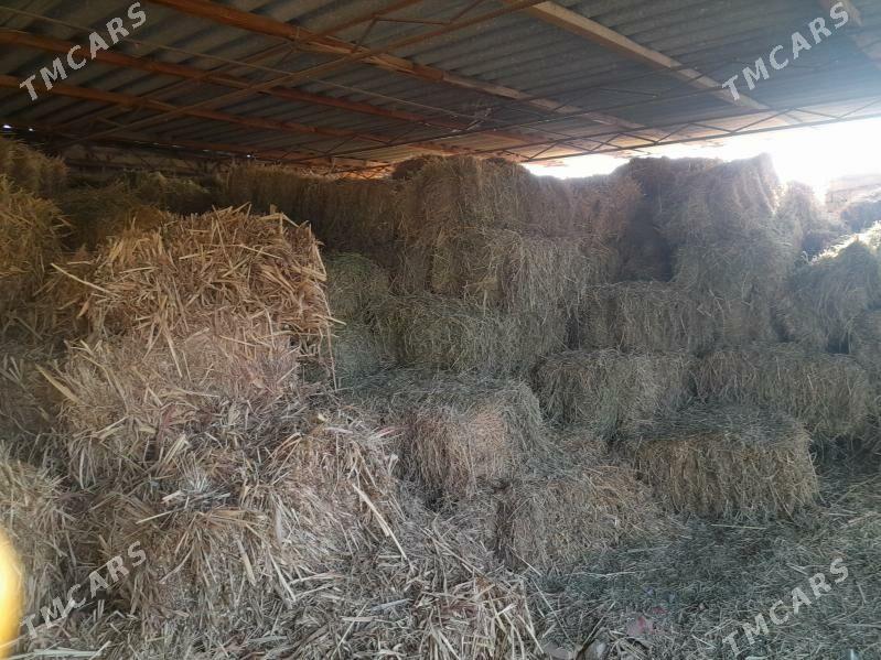 sygyr oty - Туркменабат - img 2