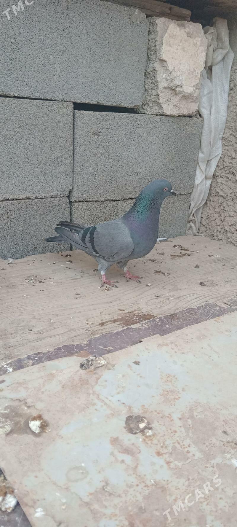 kepderi - Gyzylarbat - img 2