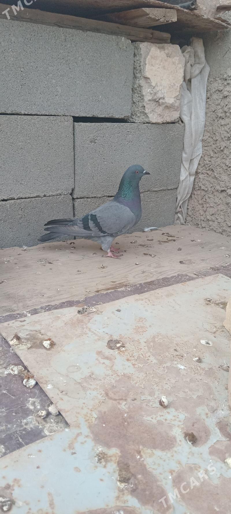 kepderi - Gyzylarbat - img 3