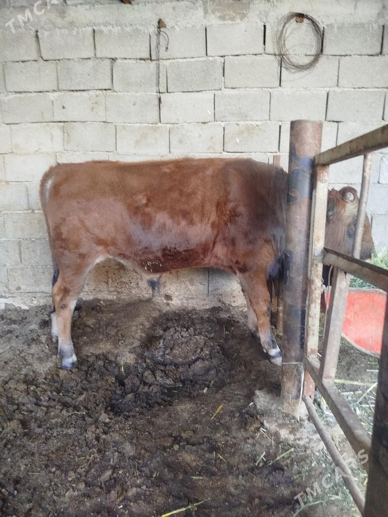 Okuz - Büzmeýin - img 2