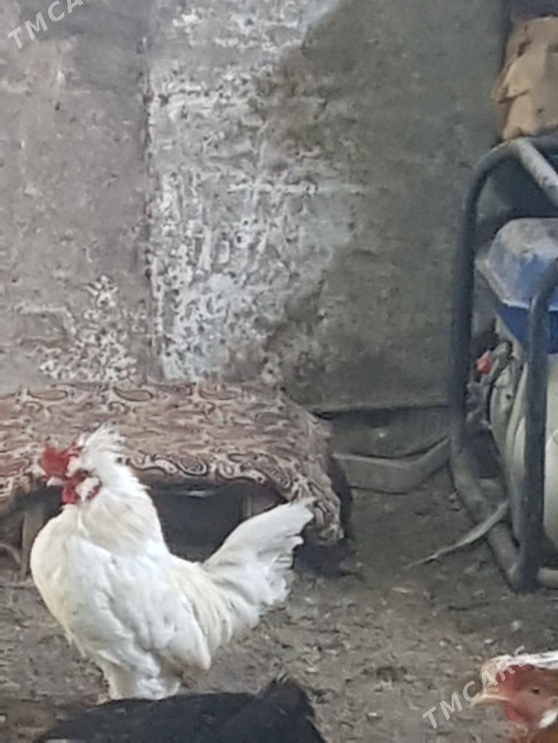 Yaponcik - Туркменабат - img 1