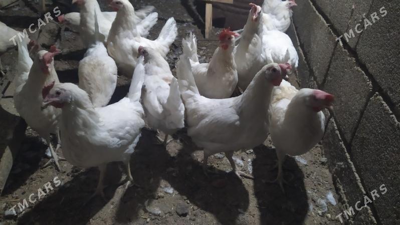 ak towuk - Гызыларбат - img 1