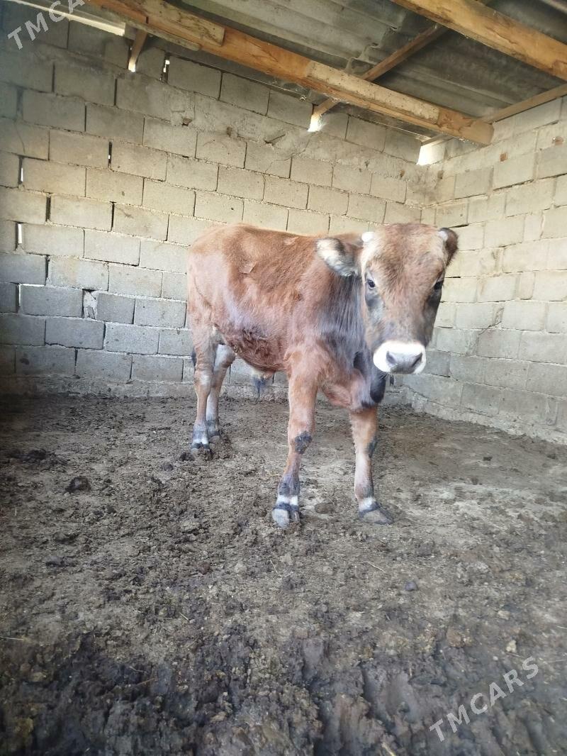 Okuz - Büzmeýin - img 3