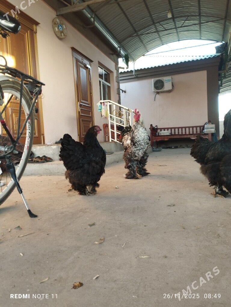 ýumurtga Byrama - Ашхабад - img 4