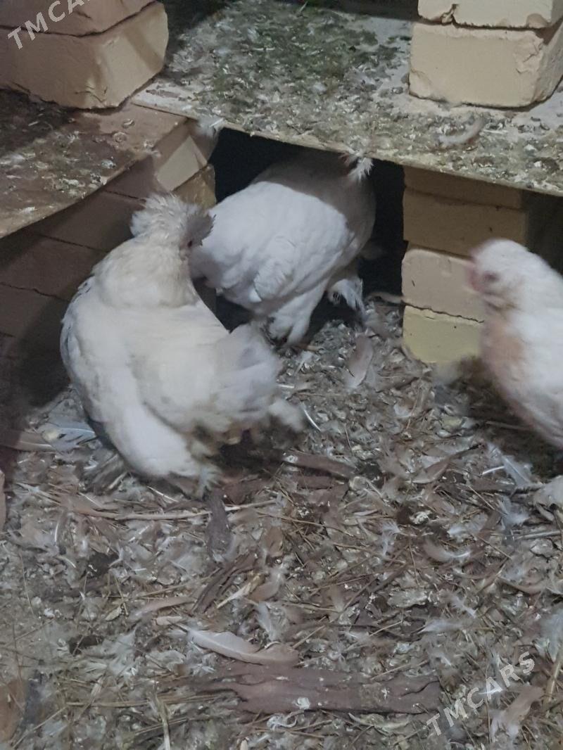 Yaponcik - Туркменабат - img 8