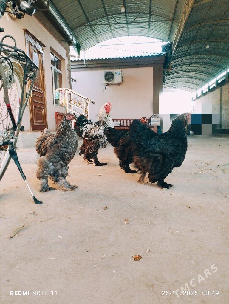 ýumurtga Byrama - Ашхабад - img 2