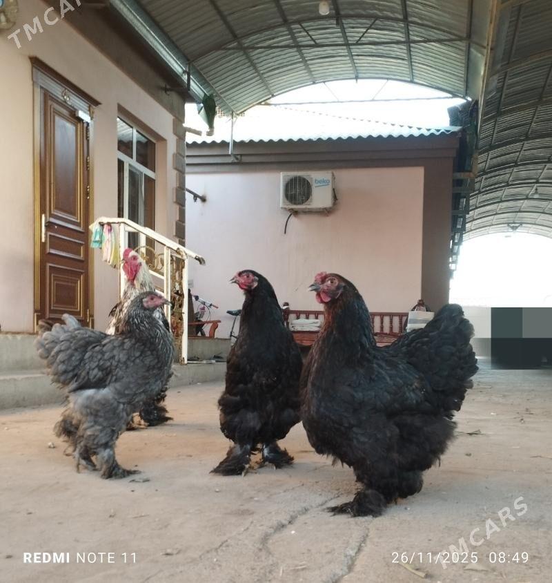 ýumurtga Byrama - Ашхабад - img 3