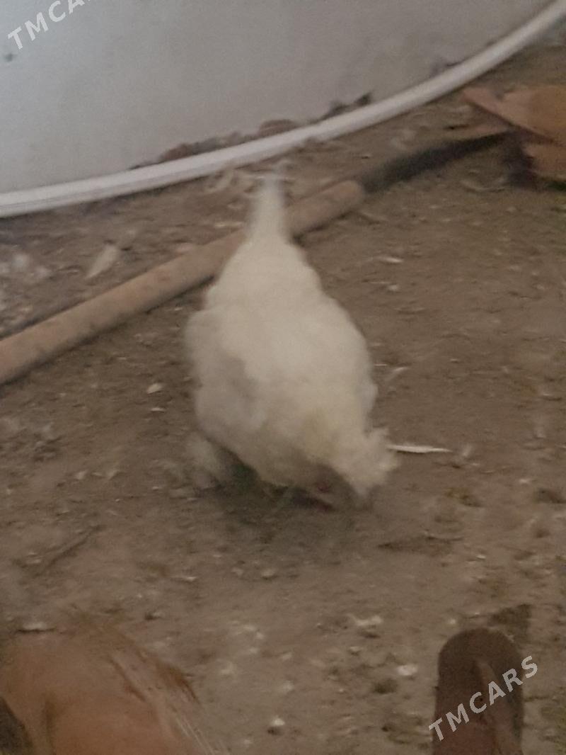 Yaponcik - Туркменабат - img 10