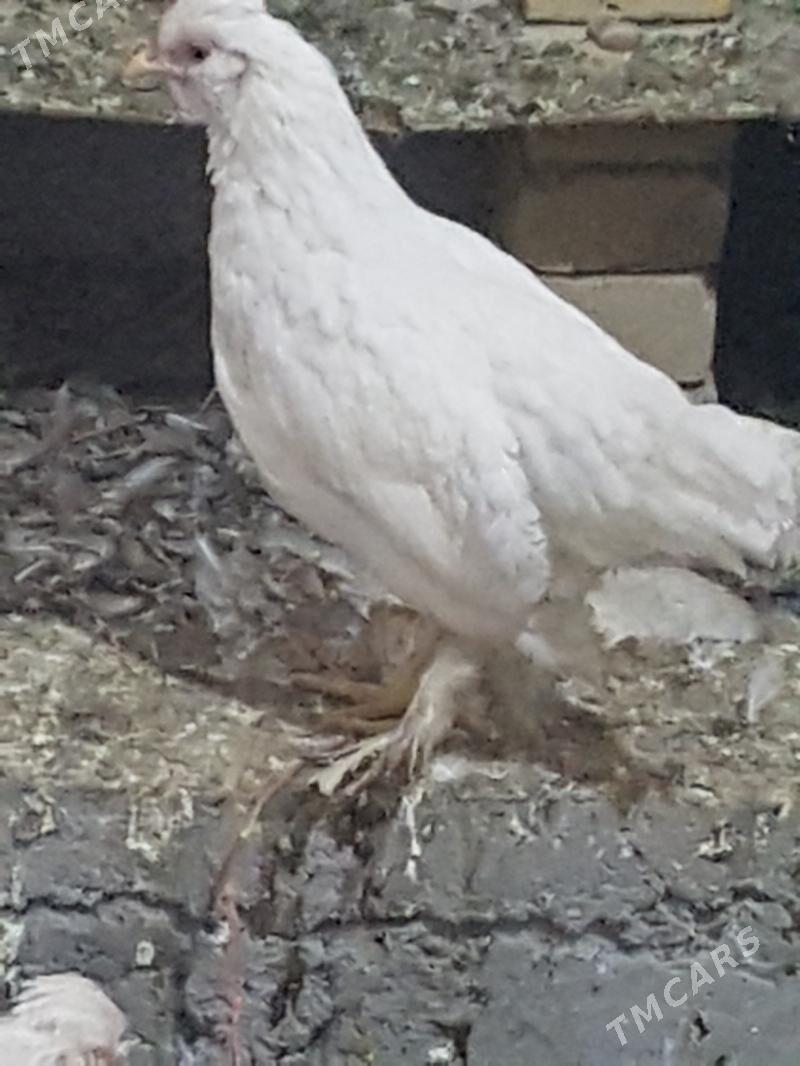 Yaponcik - Туркменабат - img 4