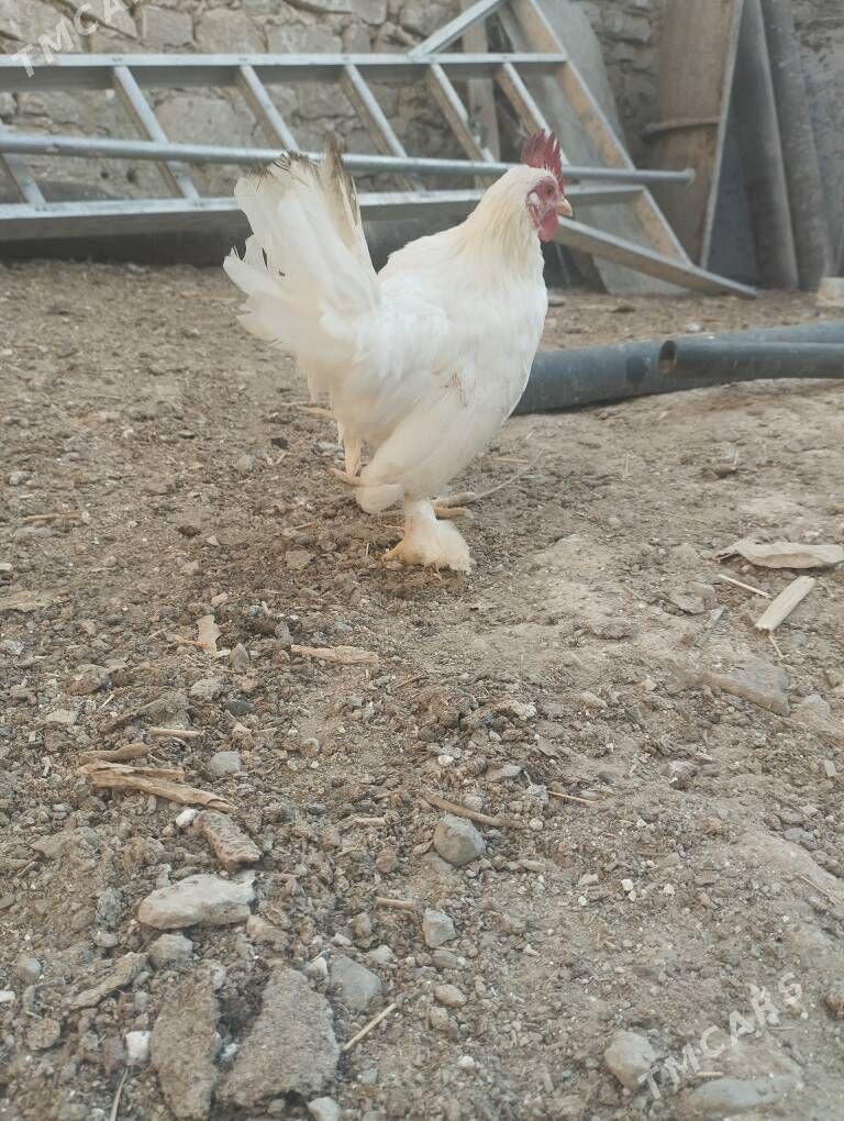 Karlik - Gyzylarbat - img 2