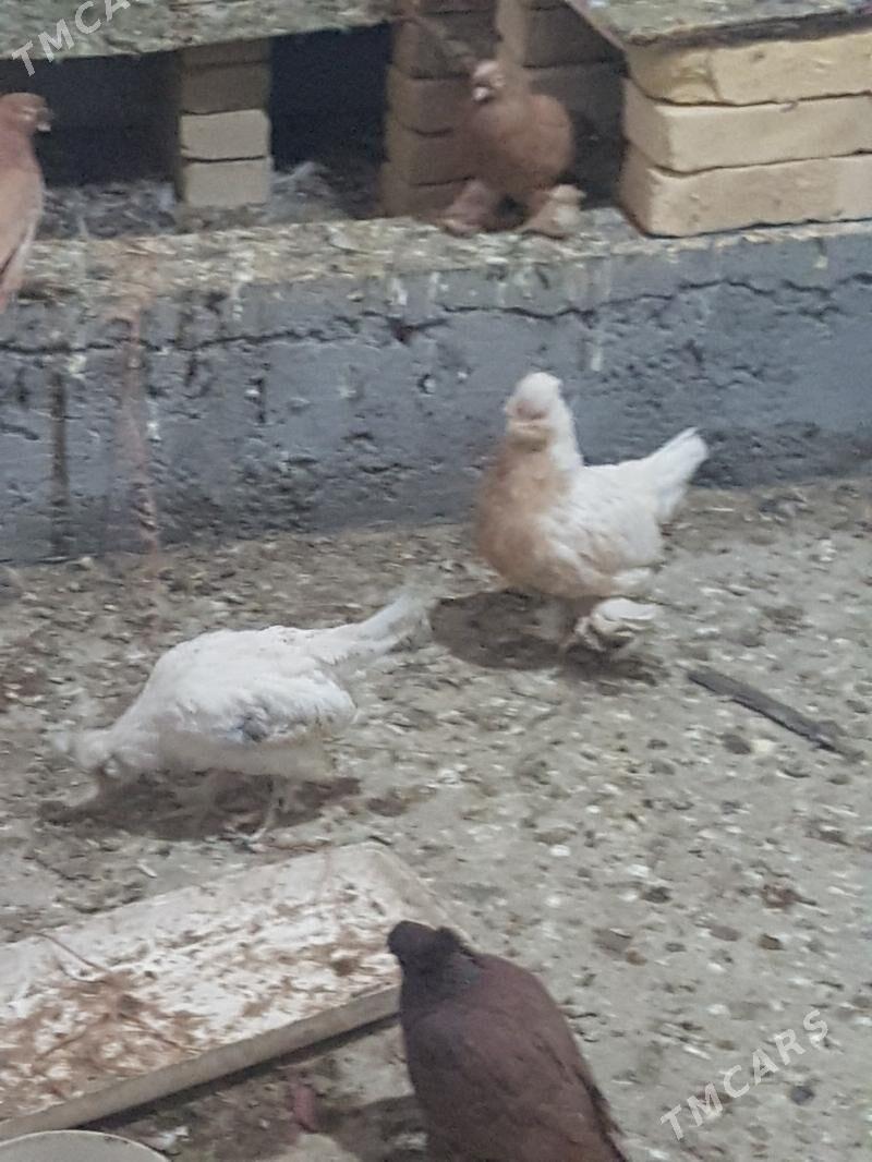 Yaponcik - Туркменабат - img 9