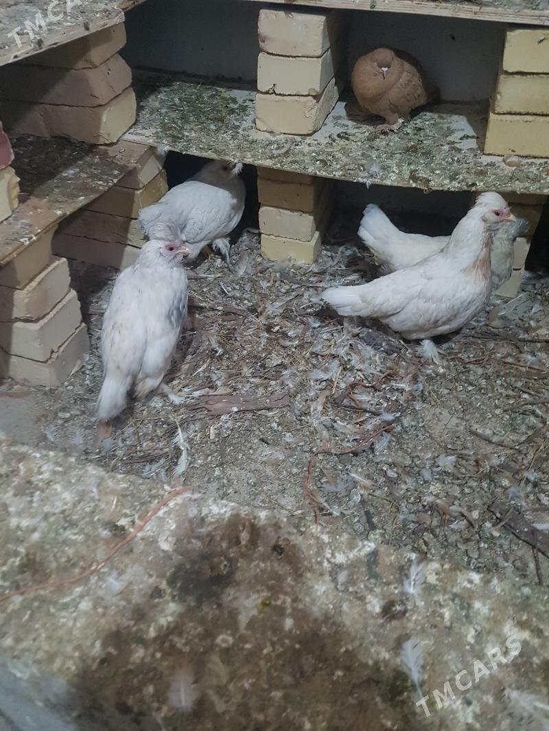 Yaponcik - Туркменабат - img 6