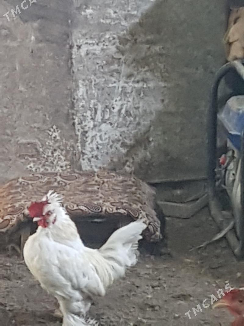 Yaponcik - Туркменабат - img 2