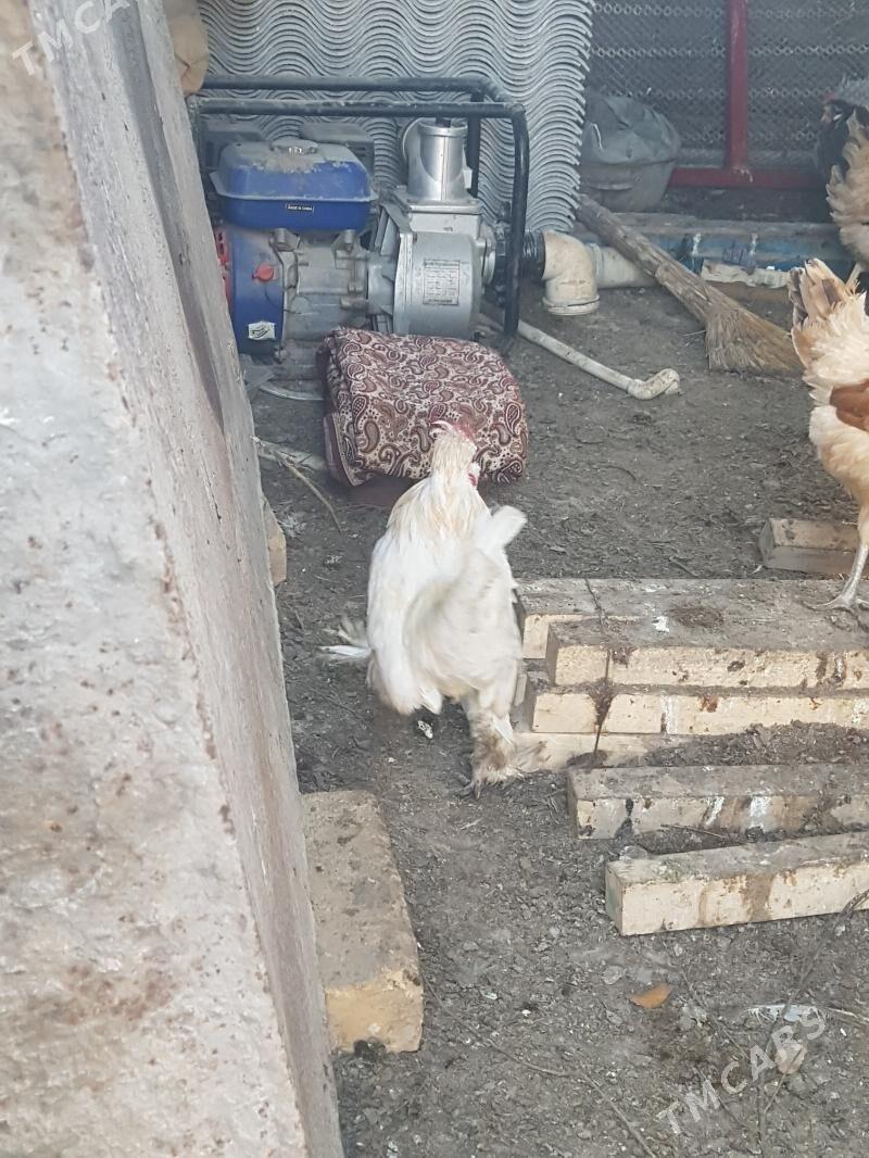 Yaponcik - Туркменабат - img 7