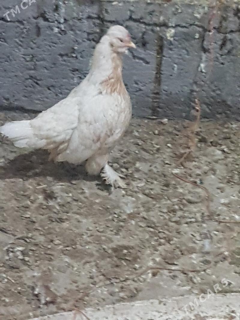 Yaponcik - Туркменабат - img 5