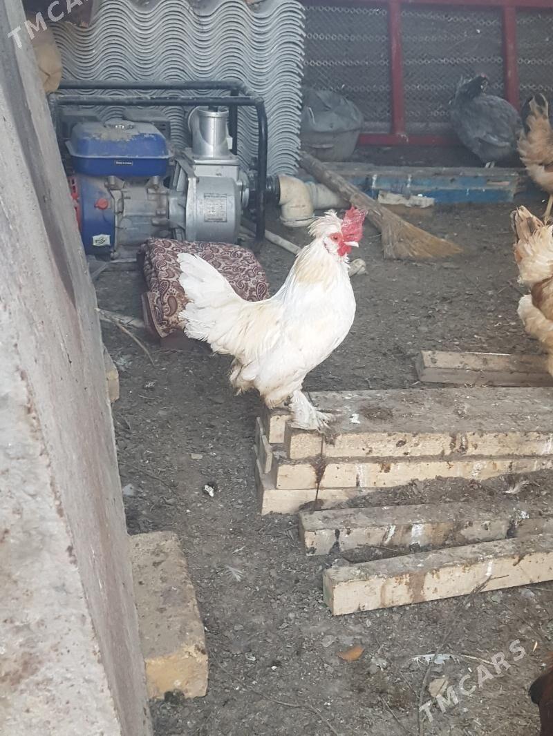 Yaponcik - Туркменабат - img 3