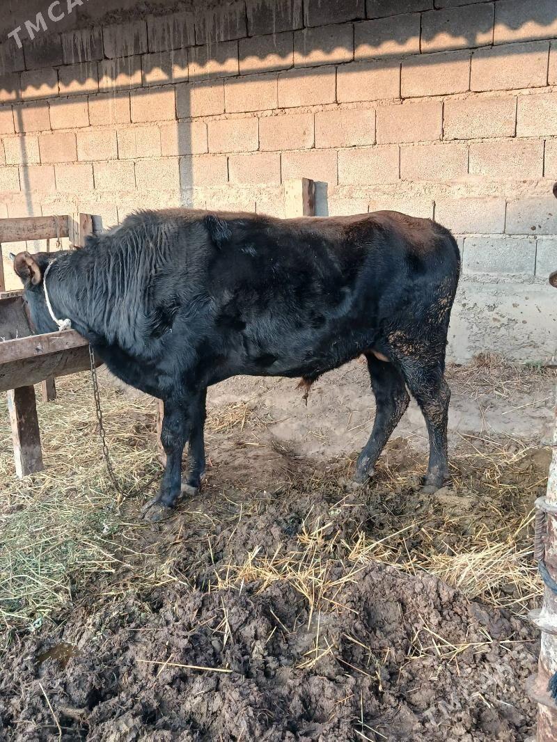 Okuz - Гёкдепе - img 1