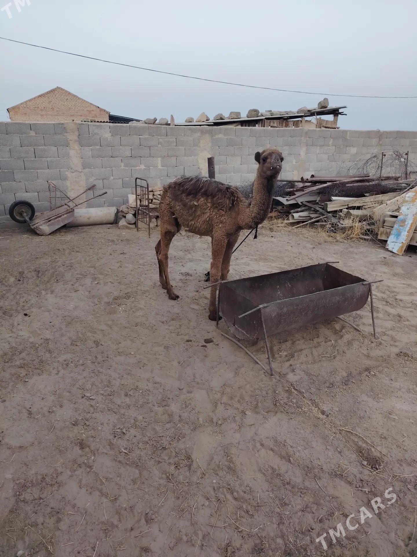 Duye ogsuk - Bäherden - img 2