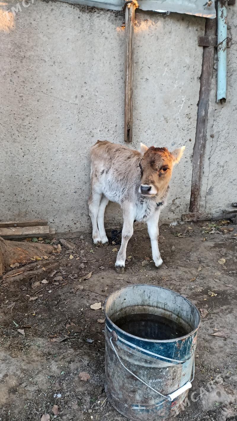 ŞSygyr goleli - Бедев - img 3