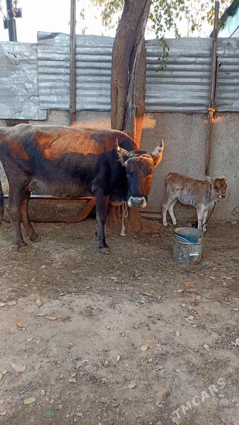 ŞSygyr goleli - Бедев - img 2