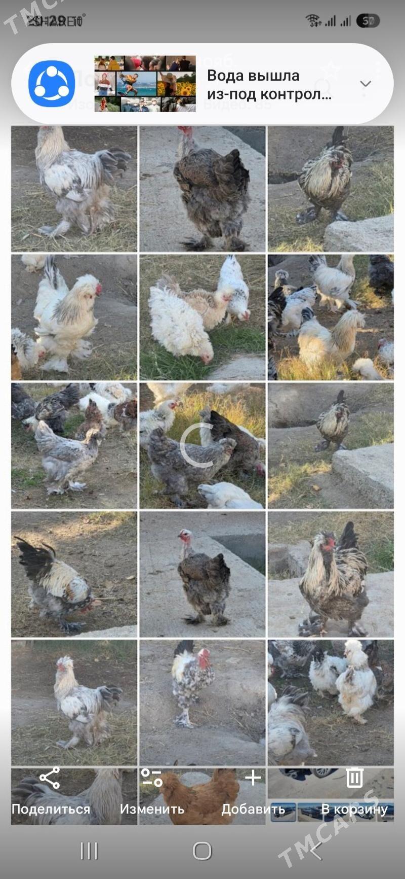 Towuk Horoz - Мары - img 4