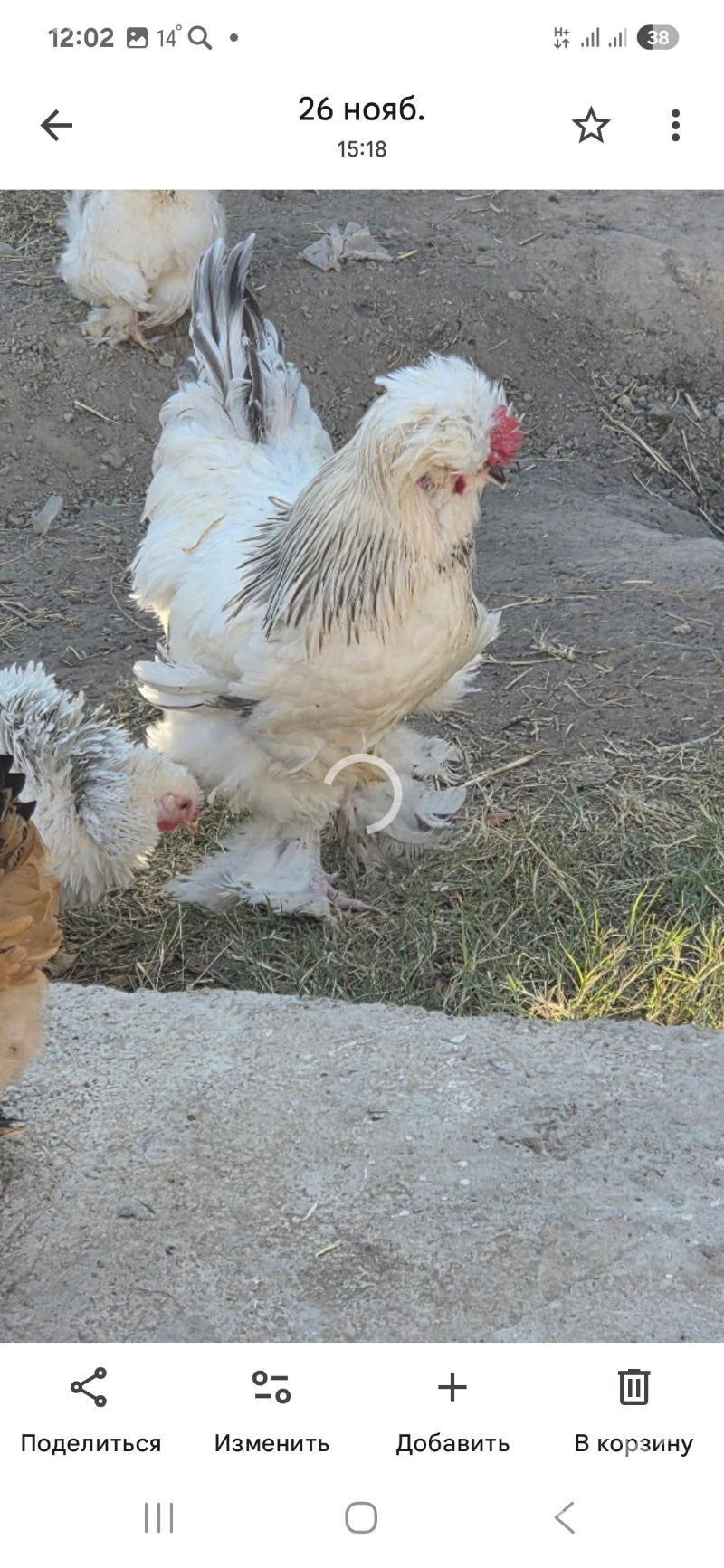 Towuk Horoz - Мары - img 1