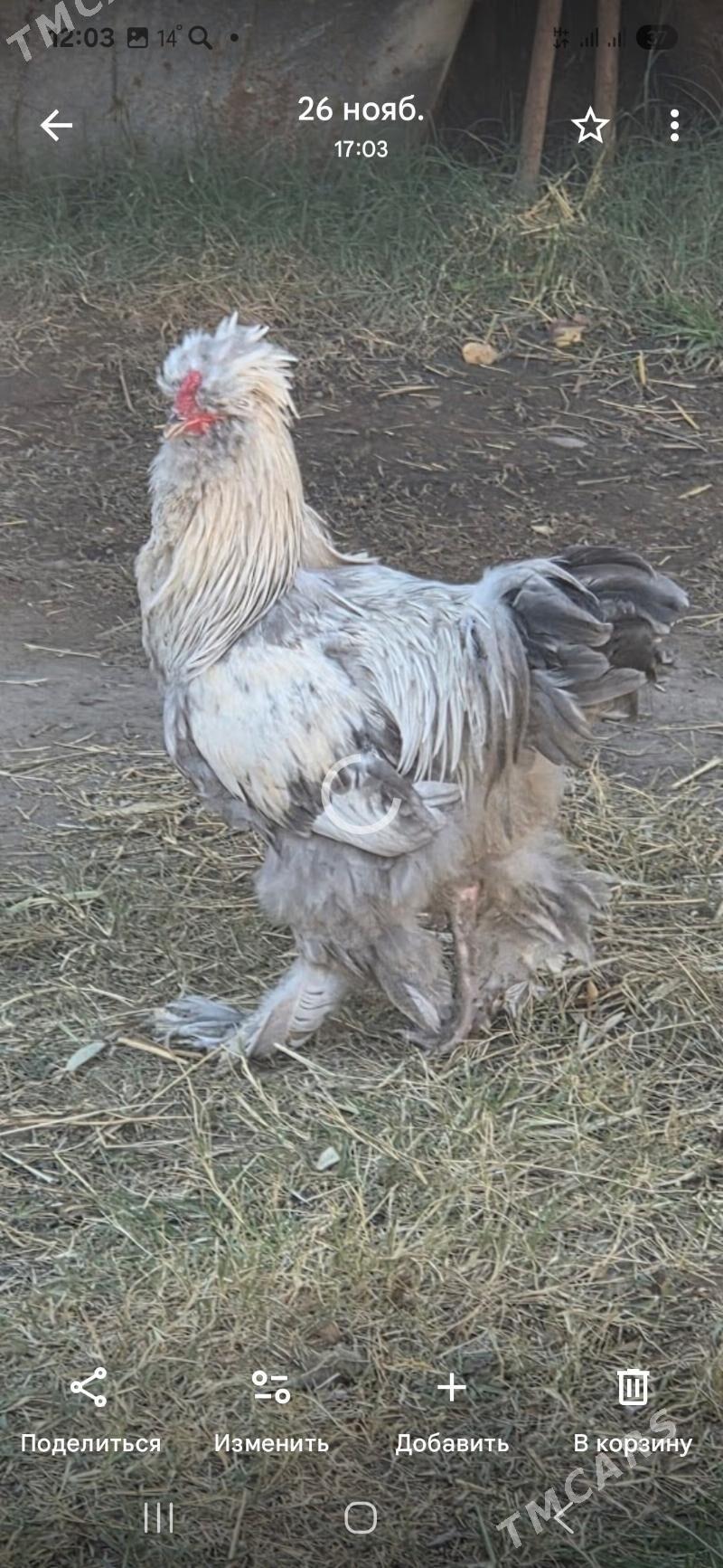 Towuk Horoz - Мары - img 5